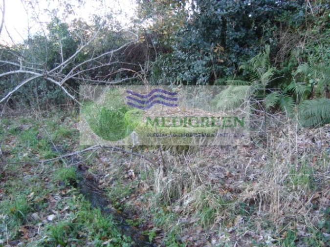 Quinta para Venda em São Pedro de Castelões Foto 2