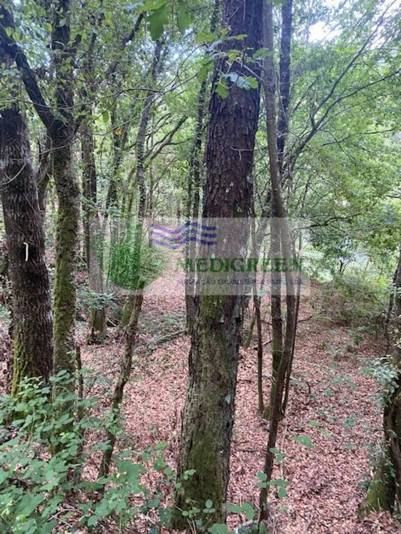 Terreno para Venda em Arcozelo das Maias Foto 5