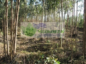 Terreno para Venda em Silva Escura e Dornelas