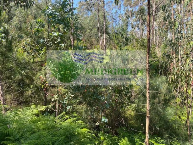 Terreno para Venda em Couto de Esteves Foto 5