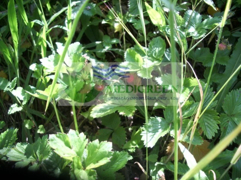 Quinta para Venda em Cedrim e Paradela Foto 37