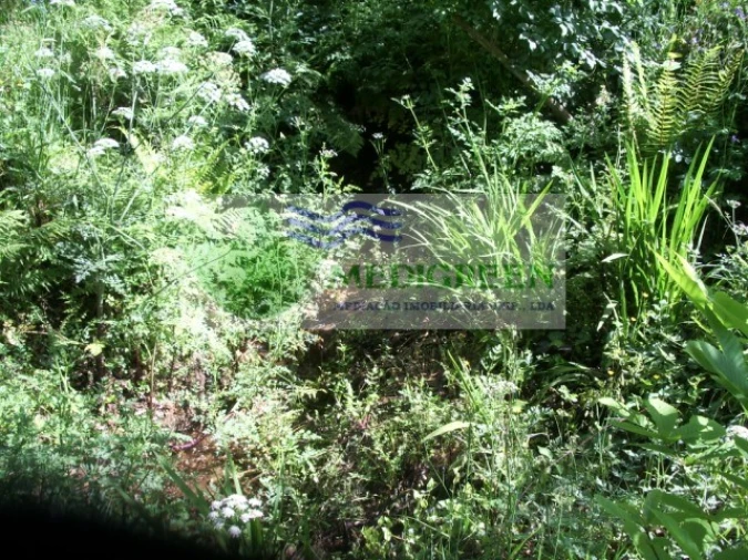 Quinta para Venda em Cedrim e Paradela Foto 29