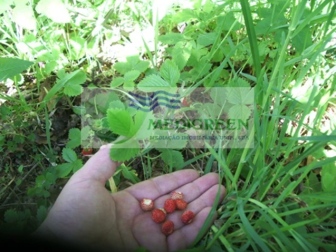 Quinta para Venda em Cedrim e Paradela Foto 35