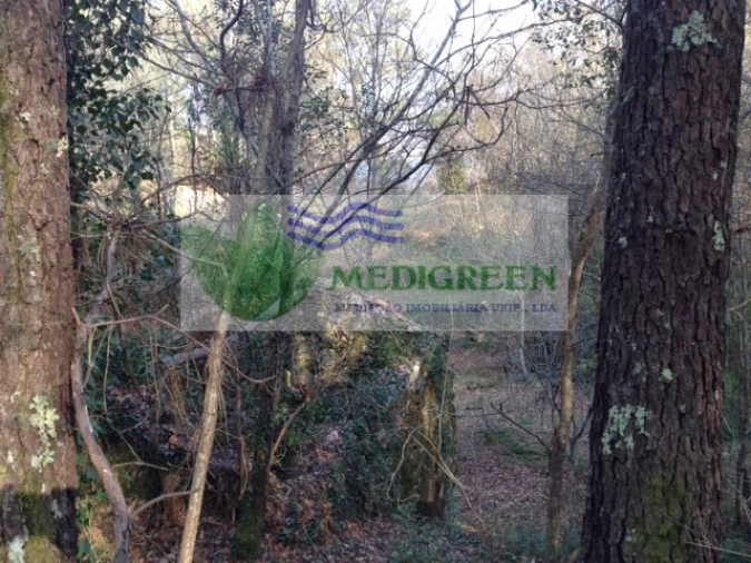 Quinta para Venda em Couto de Esteves Foto 5