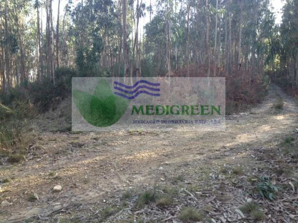 Terreno para Venda em Pessegueiro do Vouga Foto 2