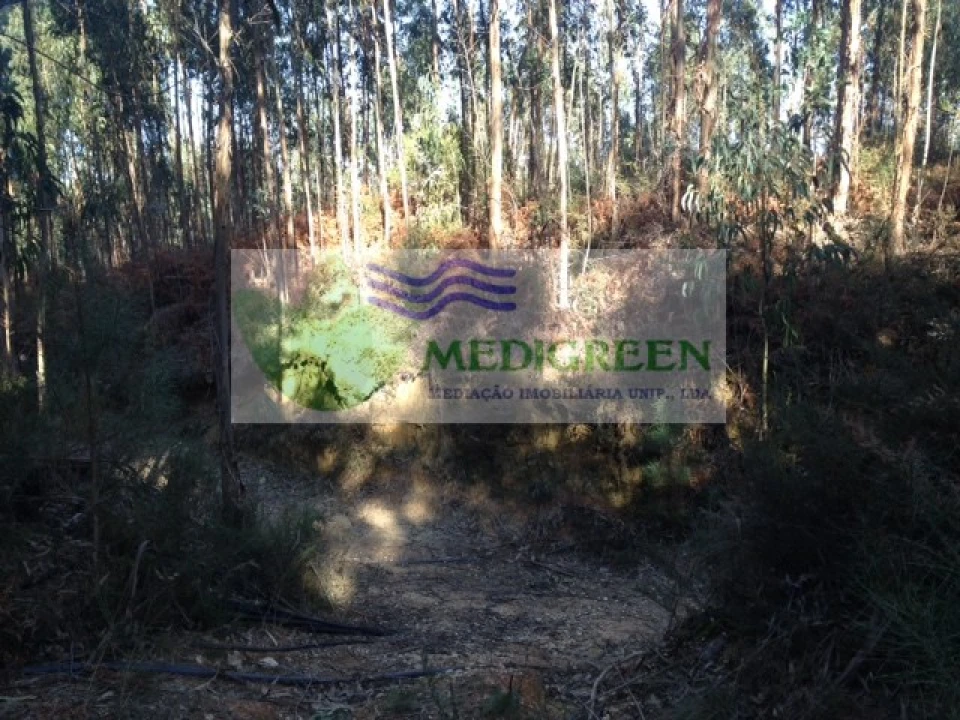 Terreno para Venda em Pessegueiro do Vouga Foto 3