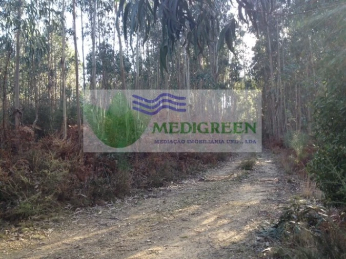 Terreno para Venda em Pessegueiro do Vouga Foto 1