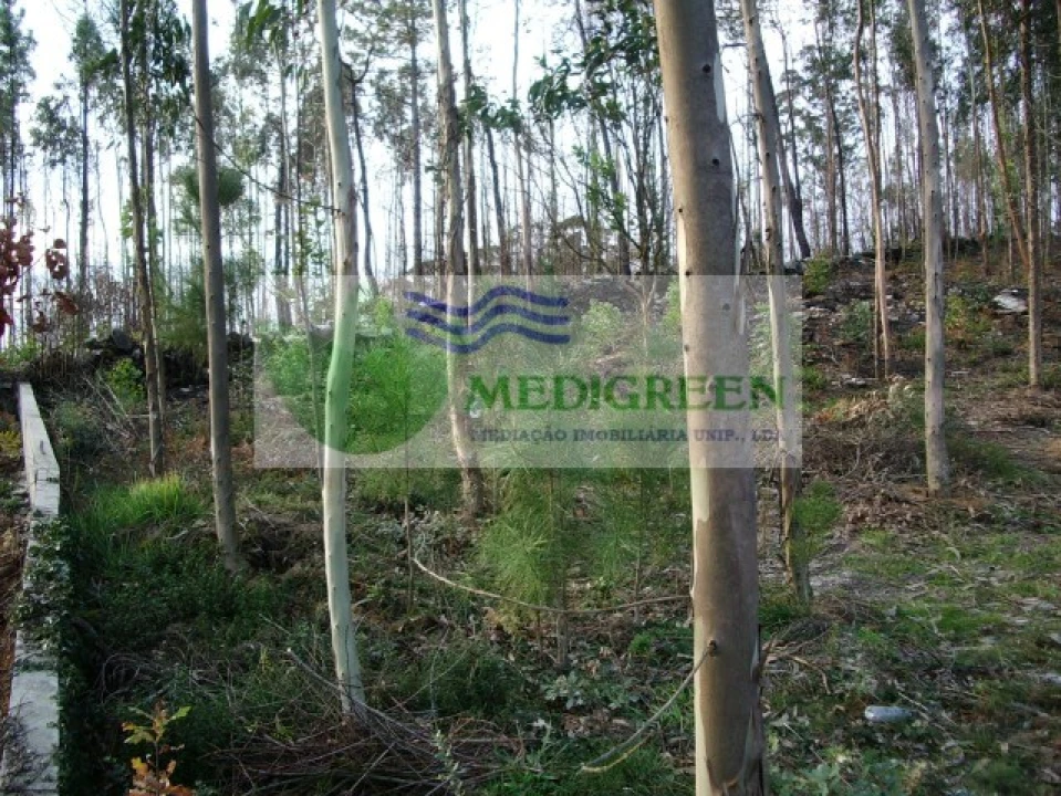 Terreno para Venda em Rocas do Vouga Foto 3