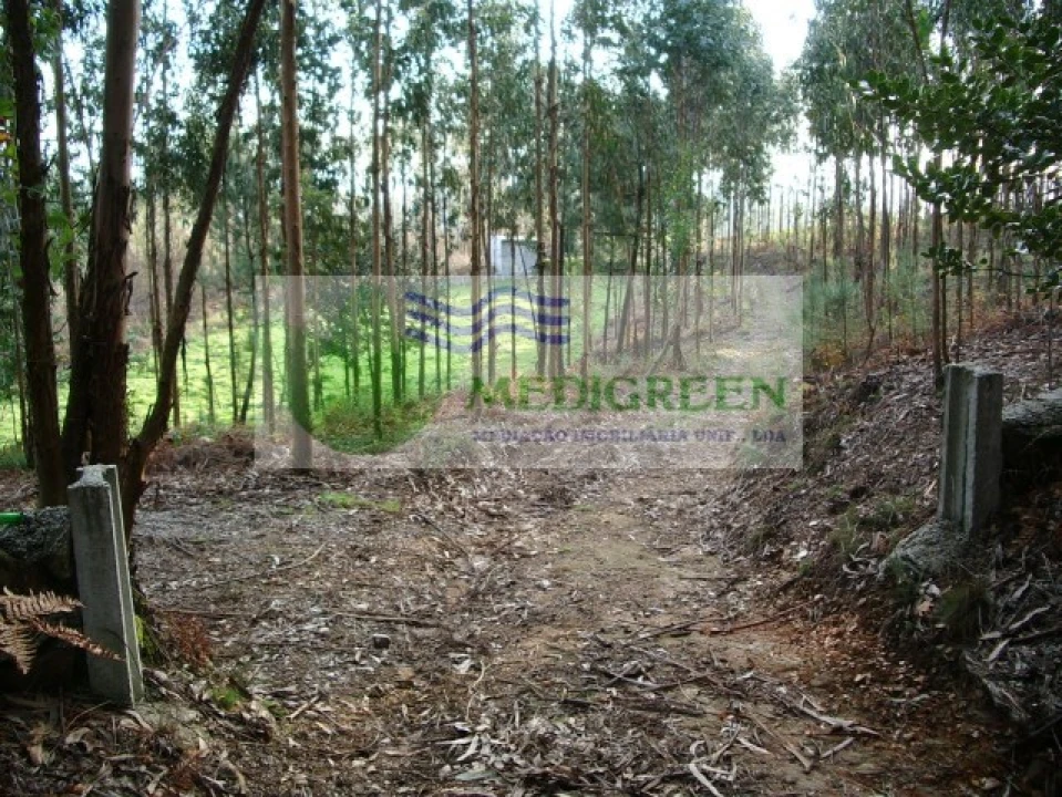 Terreno para Venda em Rocas do Vouga Foto 5