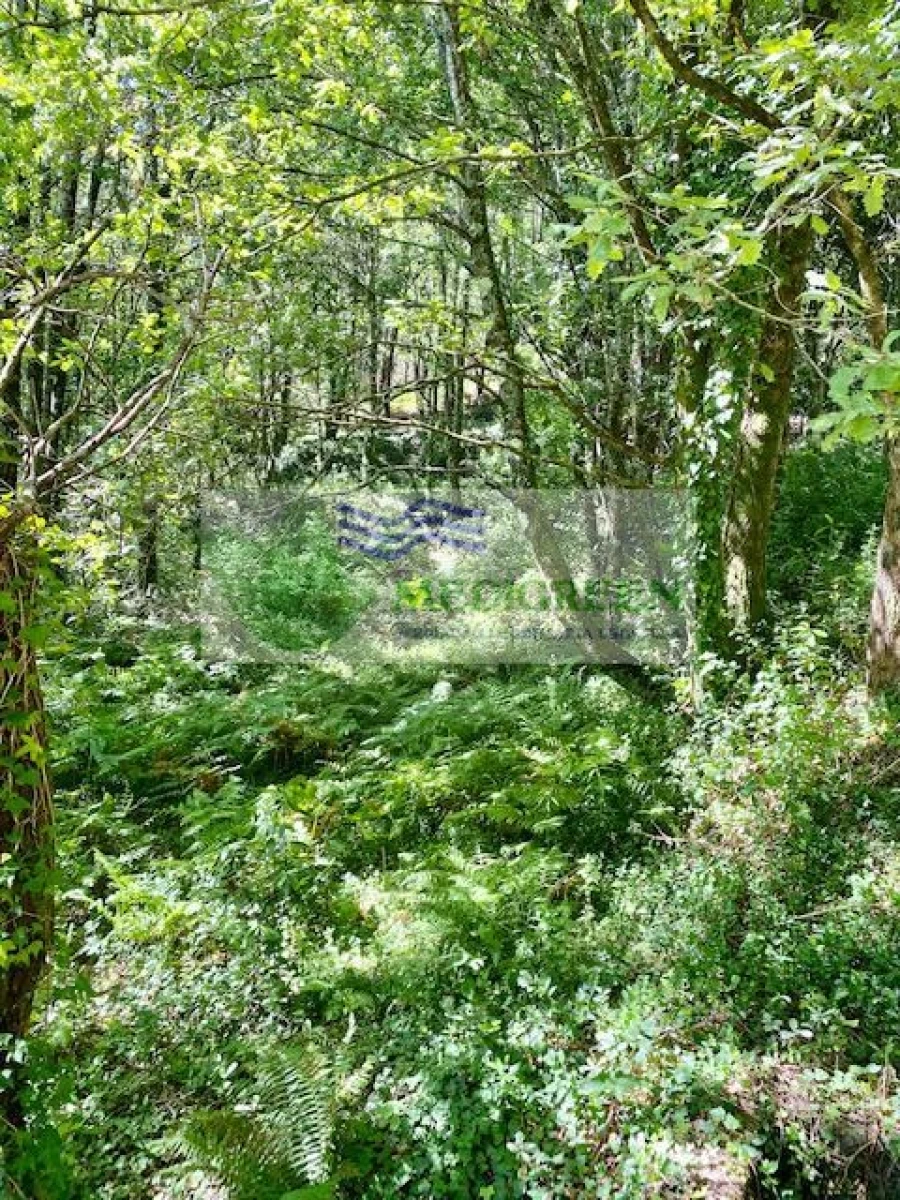 Terreno para Venda em Pessegueiro do Vouga Foto 2