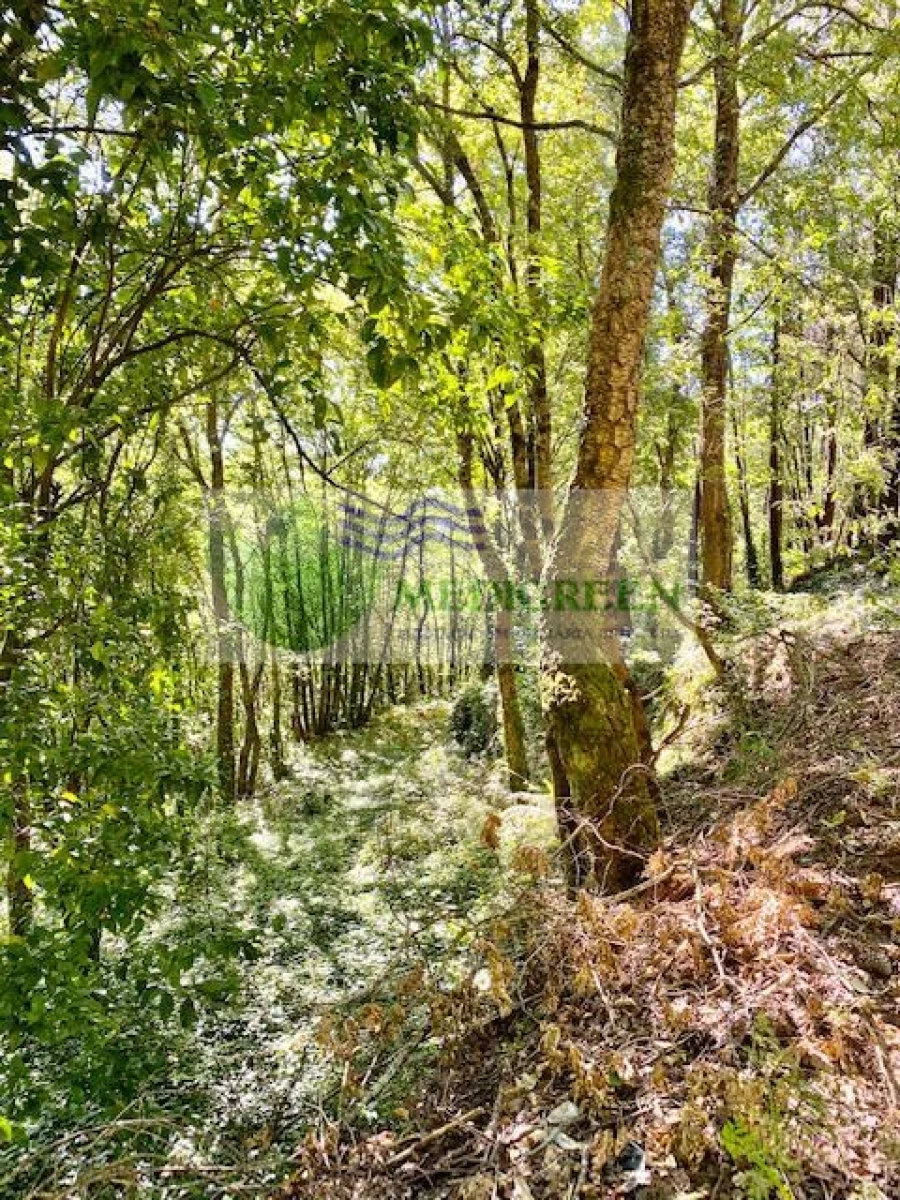 Terreno para Venda em Pessegueiro do Vouga Foto 3