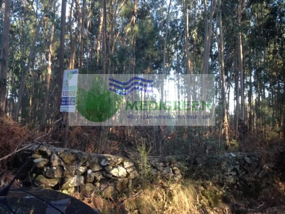 Terreno para Venda em Sever do Vouga Foto 3