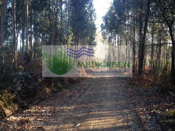 Terreno para Venda em Sever do Vouga