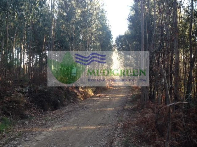 Terreno para Venda em Sever do Vouga Foto 2