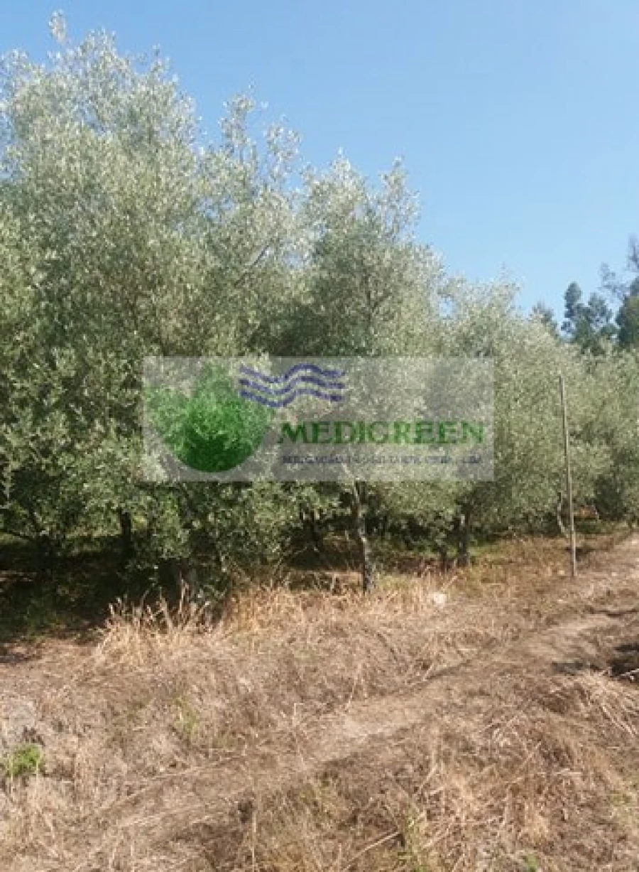 Quinta T3 para Venda em Couto de Esteves Foto 9