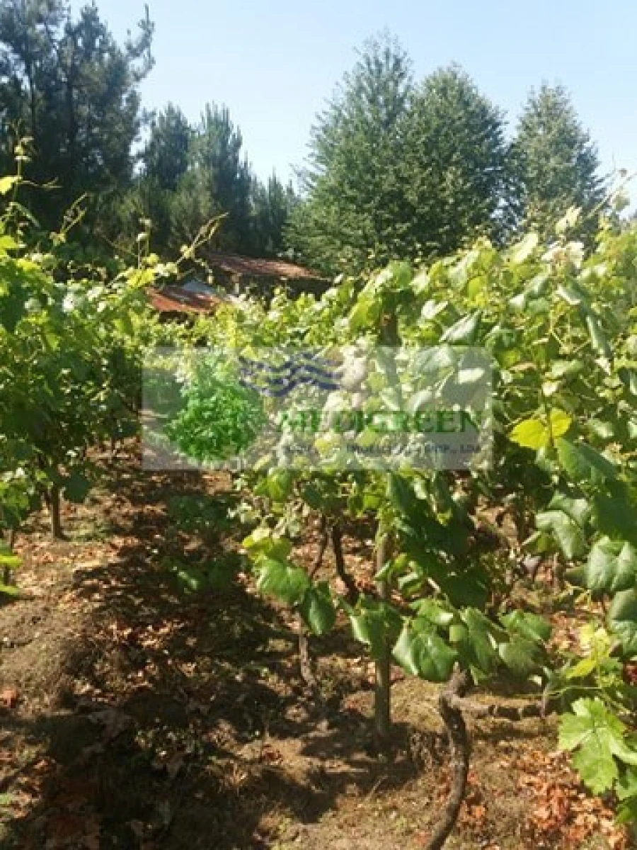 Quinta T3 para Venda em Couto de Esteves Foto 10