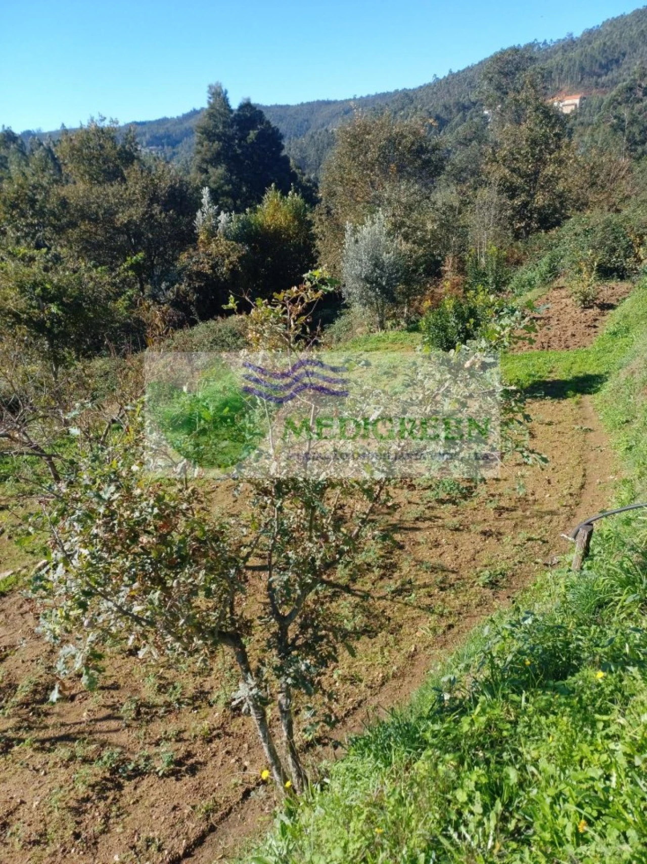 Terreno para Venda em Silva Escura e Dornelas Foto 5