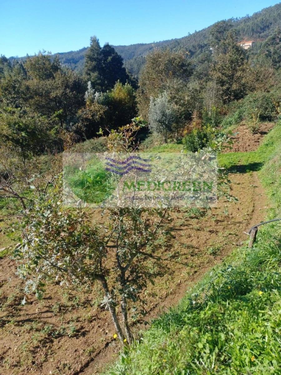 Terreno para Venda em Silva Escura e Dornelas Foto 5