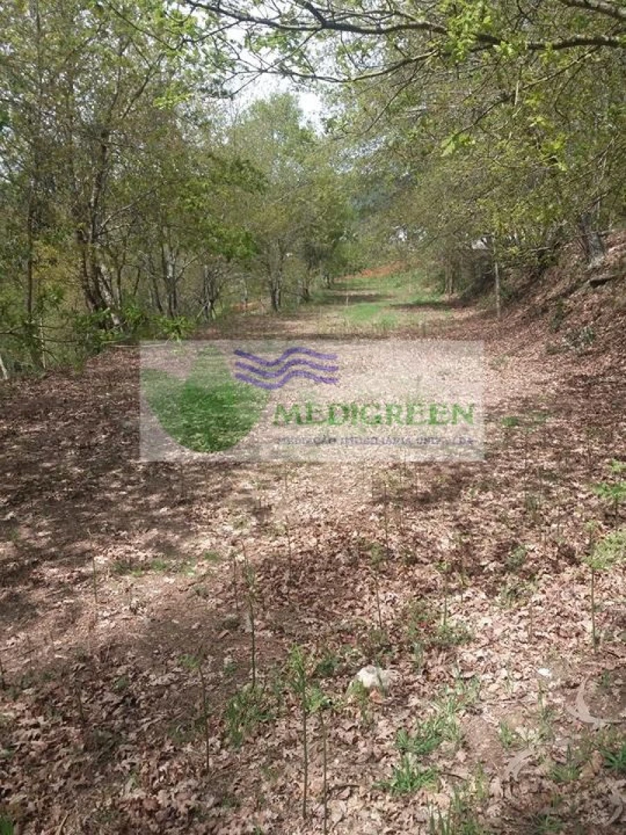 Terreno para Venda em Cedrim e Paradela Foto 7