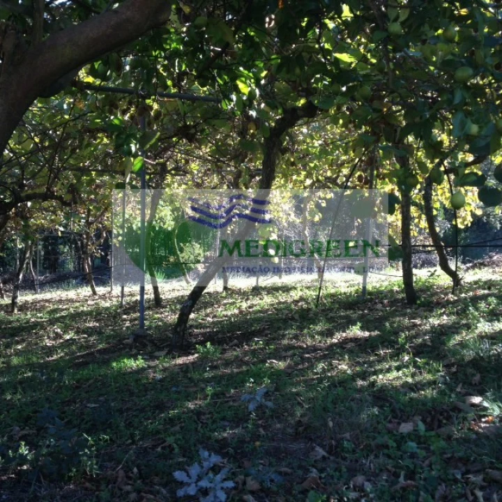 Terreno para Venda em Silva Escura e Dornelas Foto 5