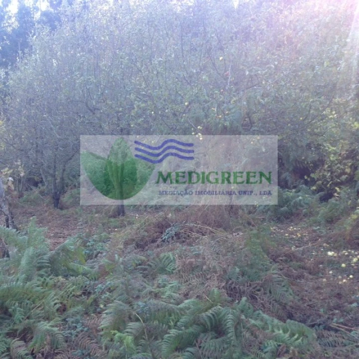 Terreno para Venda em Silva Escura e Dornelas Foto 14