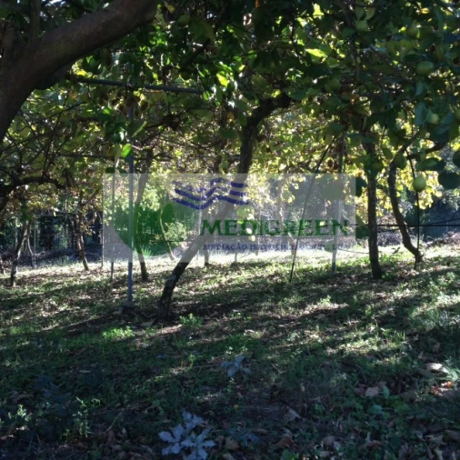 Terreno para Venda em Silva Escura e Dornelas Foto 5