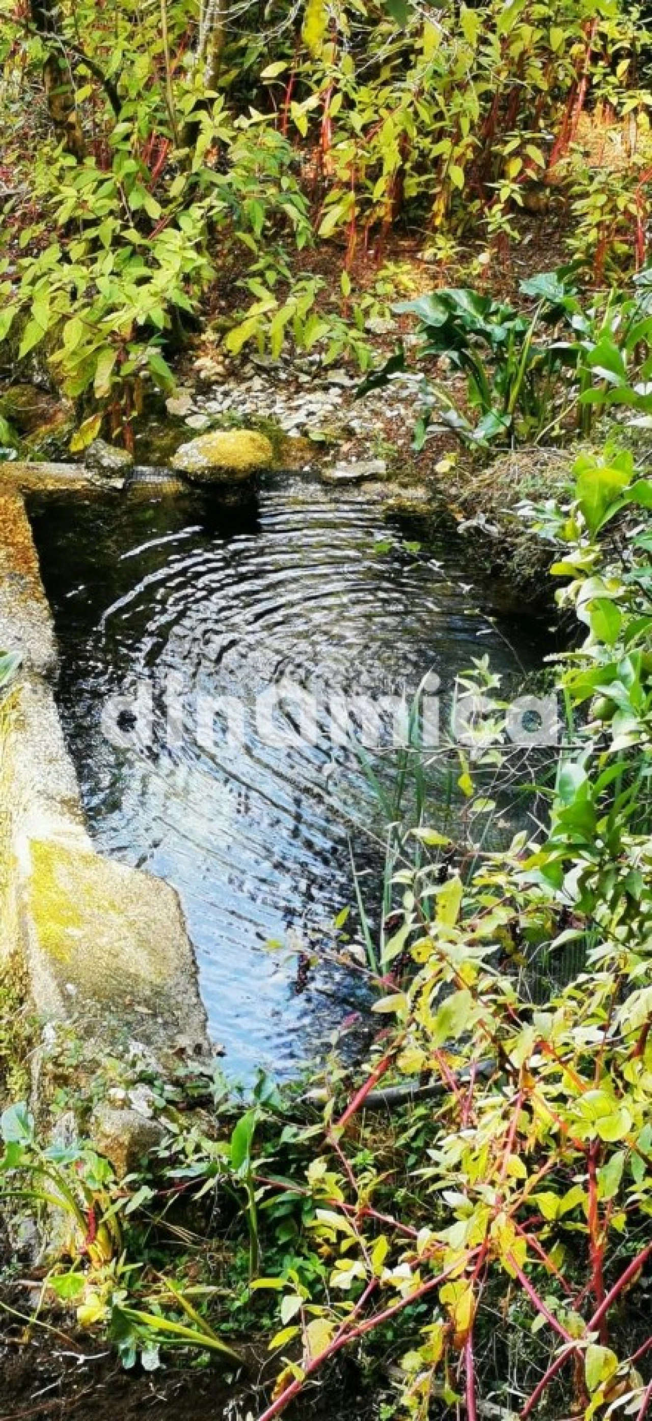 Quinta T3 para Venda em Rossas Foto 7