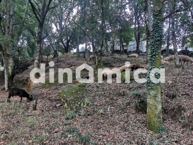 Quinta T3 para Venda em Rossas Foto 15