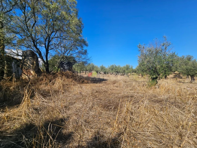 Terreno para Venda em Nossa Senhora da Vila, Nossa Senhora do Bispo e Silveiras Foto 9