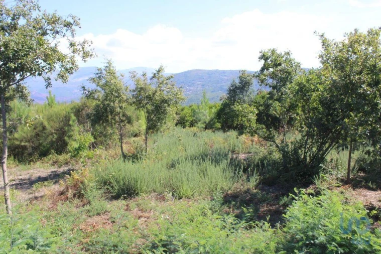 Terreno para Venda em Lagos da Beira e Lajeosa Foto 2