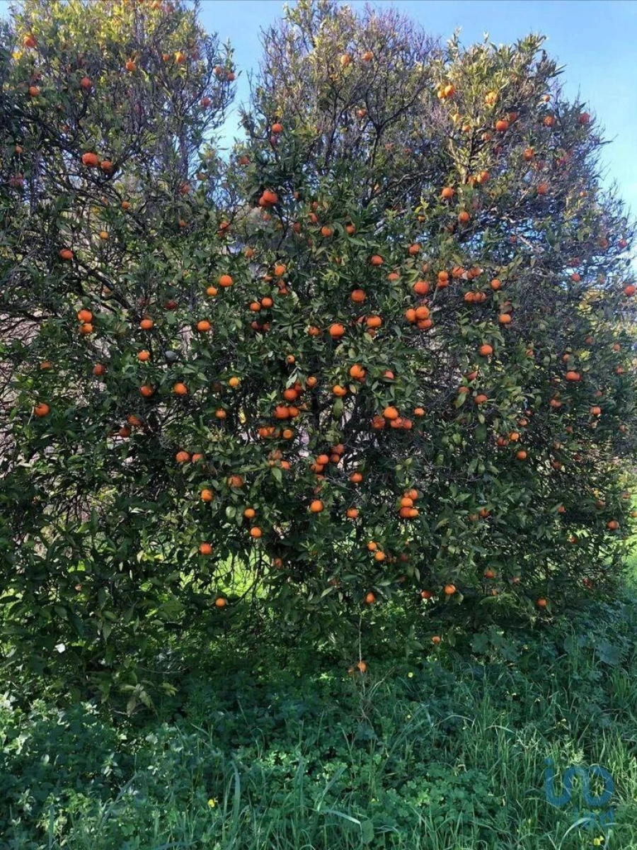 Terreno para Venda em Paderne Foto 14