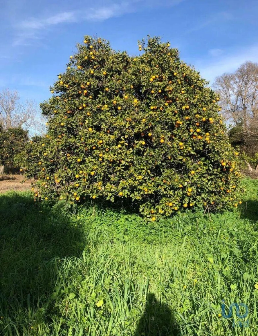 Terreno para Venda em Paderne Foto 9
