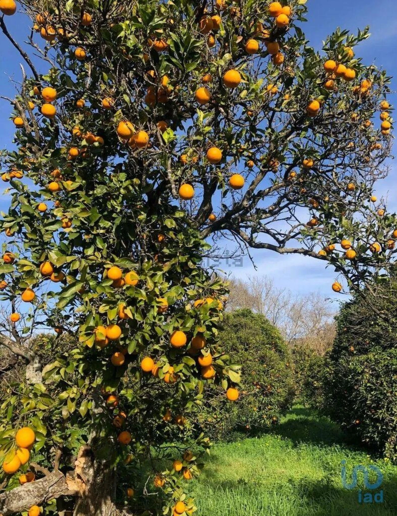 Terreno para Venda em Paderne Foto 2