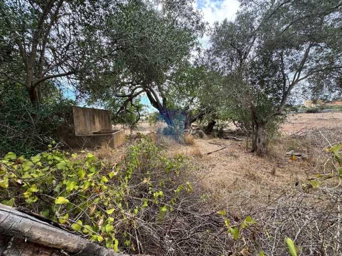 Terreno Agricola ou Rústico para Venda em Santa Barbara de Nexe Foto 3