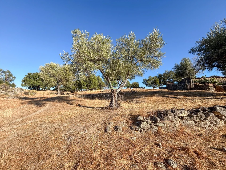 Quinta T0 para Venda em São Miguel de Acha Foto 39