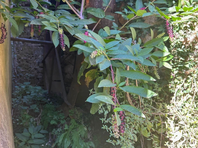 Quinta T0 para Venda em Capinha Foto 48