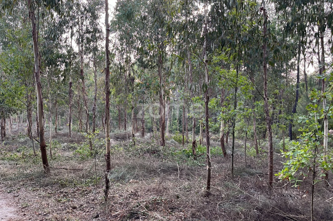 Terreno para Venda em Silgueiros Foto 5