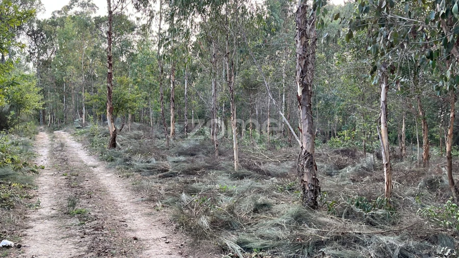Terreno para Venda em Silgueiros