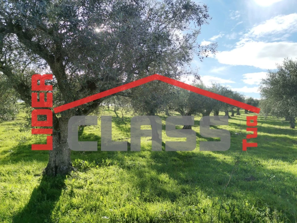 Terreno Agricola ou Rústico para Venda em Vale de Gouvinhas Foto 6