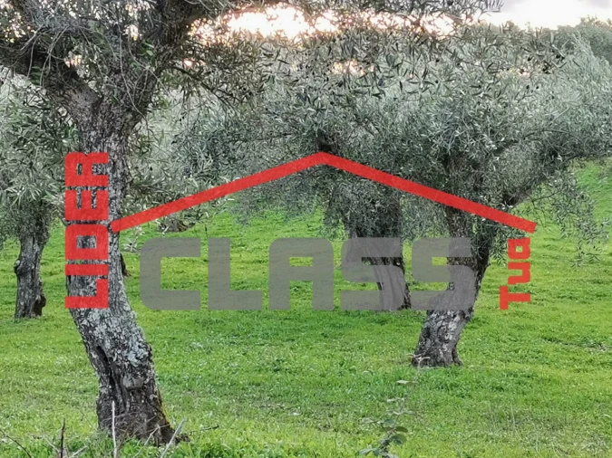 Terreno Agricola ou Rústico para Venda em Vale de Gouvinhas Foto 5