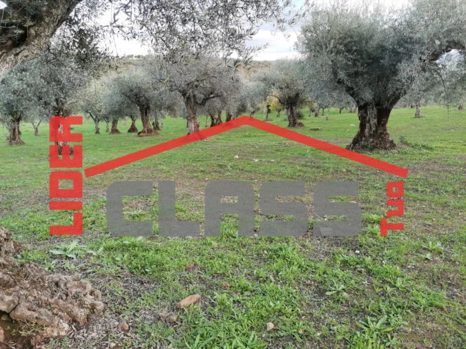 Terreno Agricola ou Rústico para Venda em Vale de Gouvinhas Foto 8