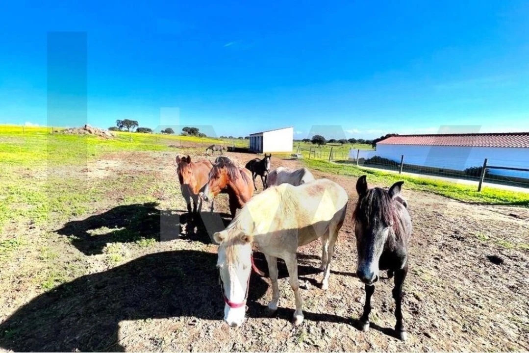 Moradia T7 para Venda em Assunção Foto 33