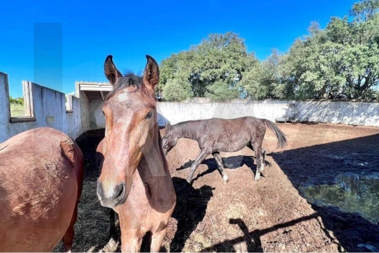 Moradia T7 para Venda em Assunção Foto 42