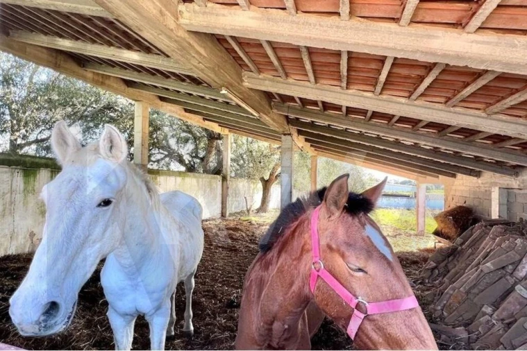 Moradia T7 para Venda em Assunção Foto 56