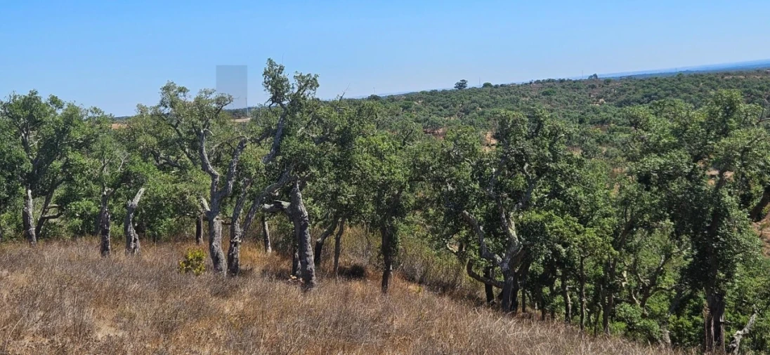 Terreno para Venda em São Francisco da Serra Foto 10