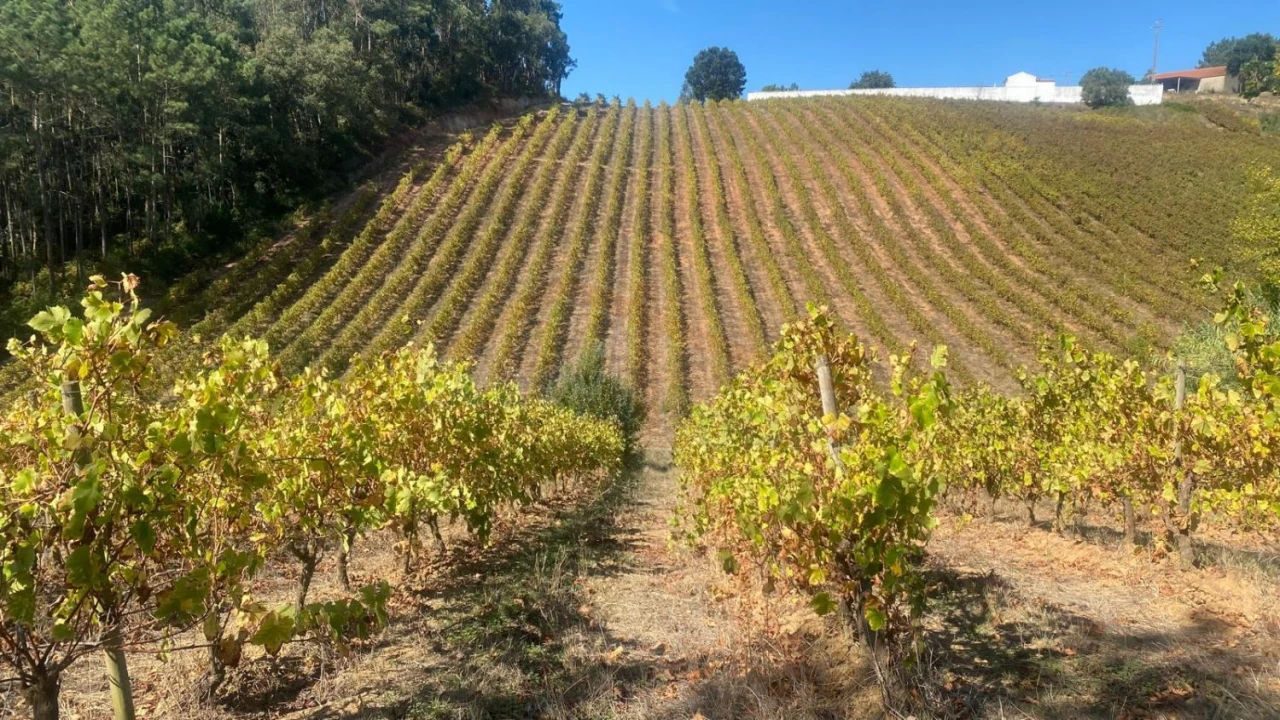 Terreno para Venda em Alvorninha Foto 14