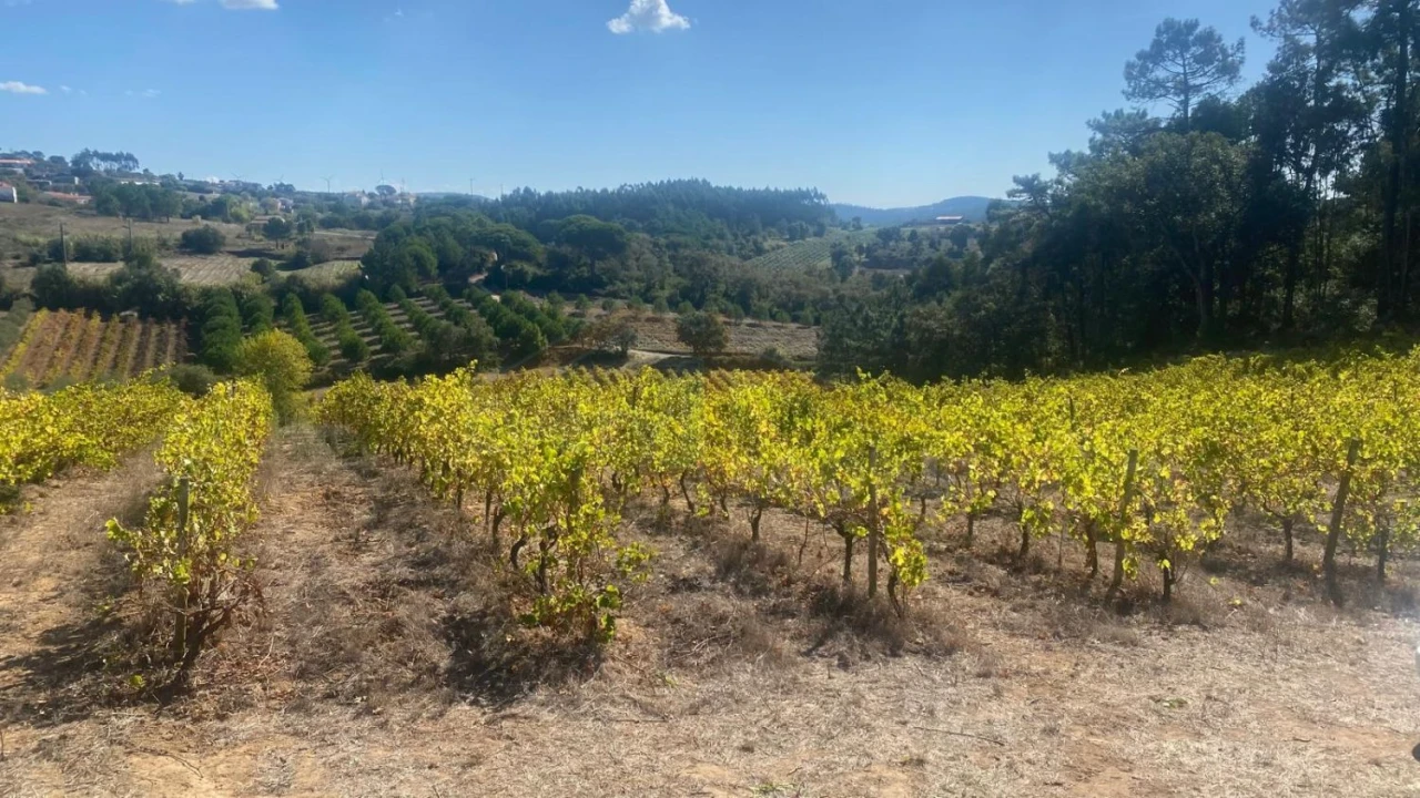 Terreno para Venda em Alvorninha Foto 24