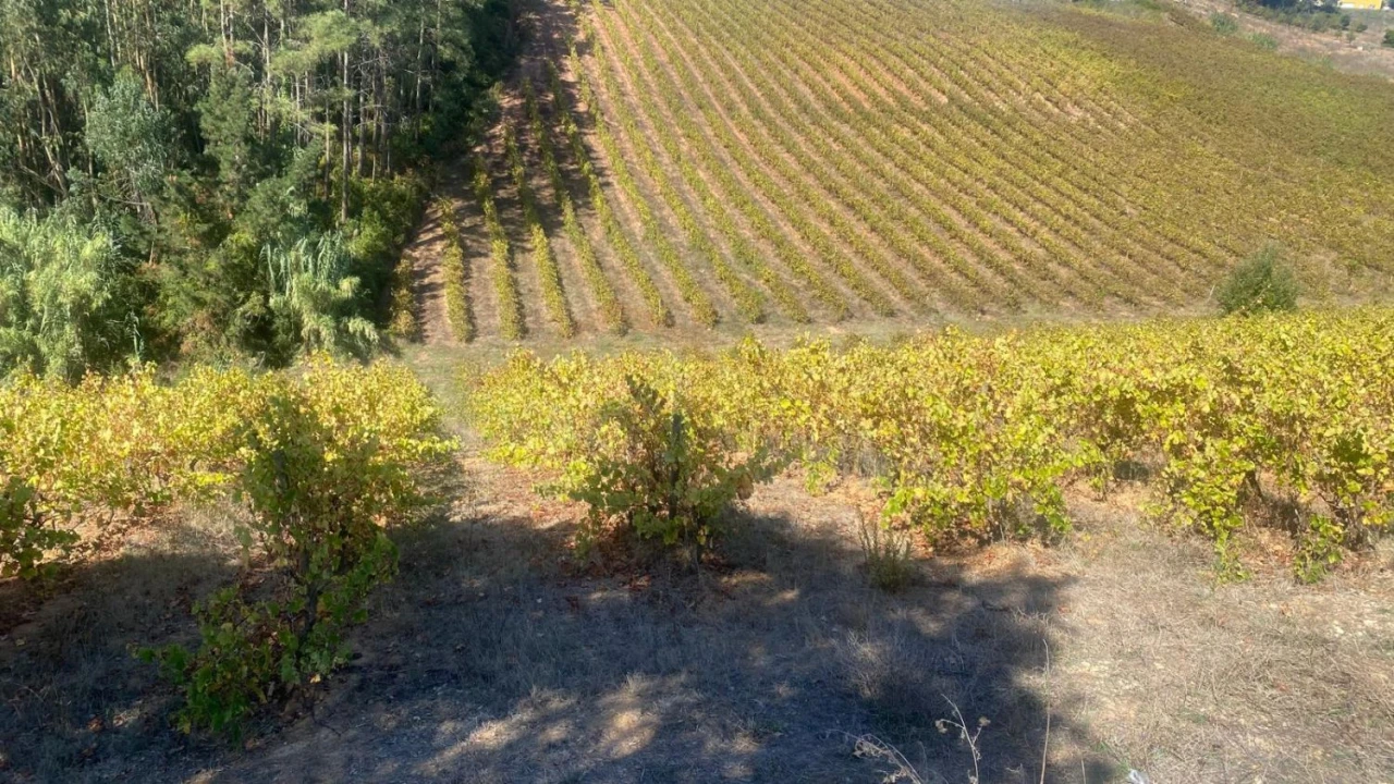 Terreno para Venda em Alvorninha Foto 7