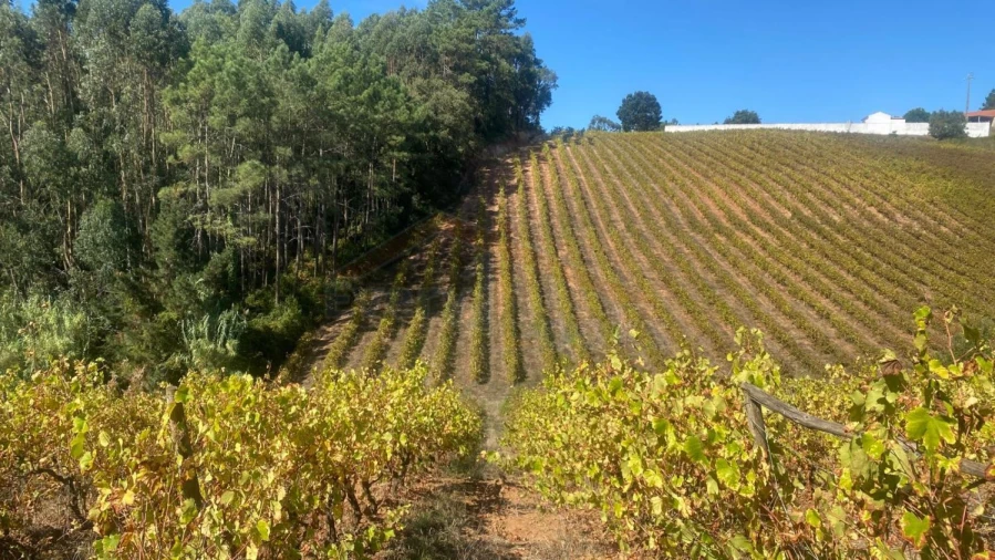 Terreno para Venda em Alvorninha Foto 4