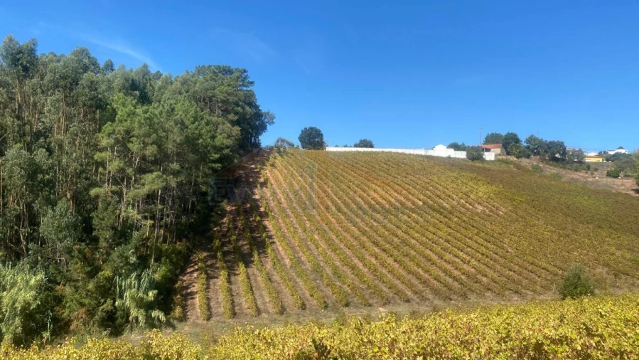 Terreno para Venda em Alvorninha Foto 1